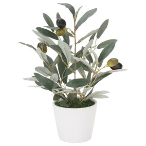 ̊y(2025N) ~jI[u iԁF835K40 F30cm - A[gNGCV [G}/lHϗtA]