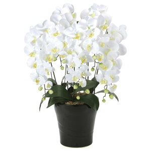 ̊y(2025N) NC[Ӓ5{ W iԁF654A150 F75cm - A[gNGCV [G}/lHϗtA]