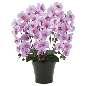 ̊y(2025N) NC[Ӓ5{ L iԁF655A150 F75cm - A[gNGCV [G}/lHϗtA]