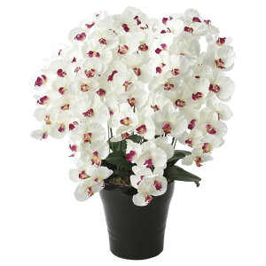 ̊y(2025N) v~AӒ7{ W/AB iԁF657A250 F75cm - A[gNGCV [G}/lHϗtA]