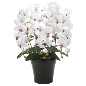 ̊y(2025N) NC[Ӓ5{WAB iԁF916A150 F74cm - A[gNGCV [G}/lHϗtA]