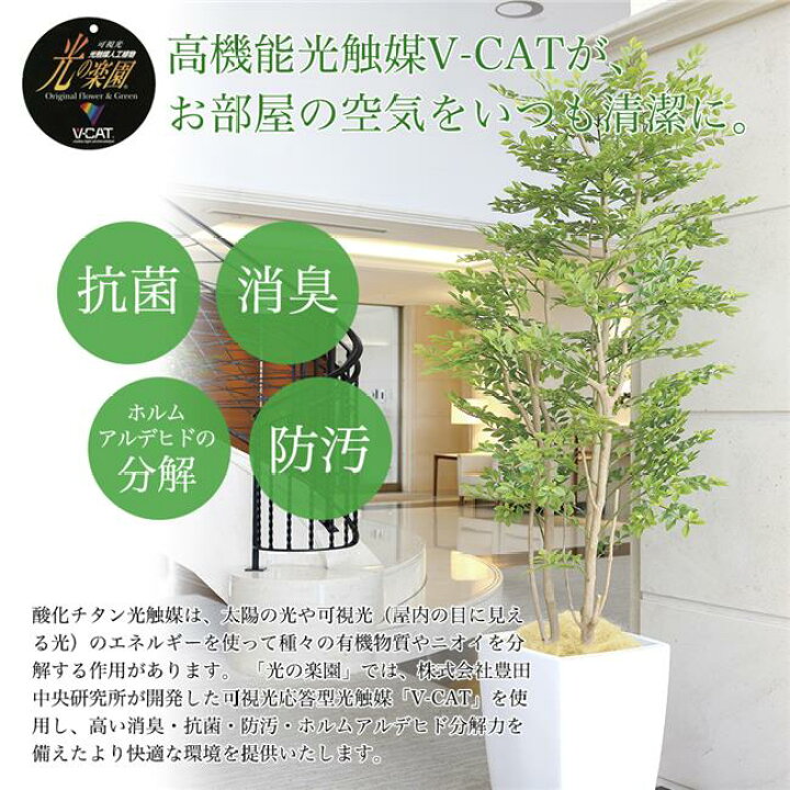 楽天市場】光の楽園(2025年版) アルデシア 万両 品番：2033A200 高さ  