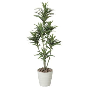 ̊y(2025N) hZiRpN^ iԁF185K200 F125cm - A[gNGCV [G}/lHϗtA]