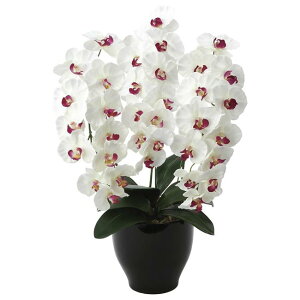 ̊y(2025N) v~AӒW/AB iԁF661K135 F68cm - A[gNGCV [G}/lHϗtA]