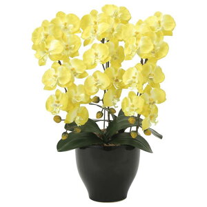 ̊y(2025N) ӒZ[XY iԁF917K120 F66cm - A[gNGCV [G}/lHϗtA]