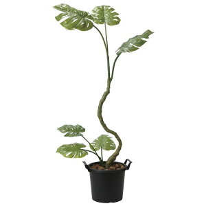 ̊y(2025N) CeAXe iԁF2025K260 F170cm - A[gNGCV [G}/lHϗtA]