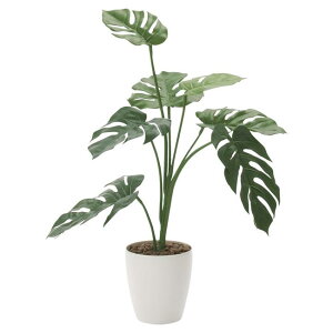 ̊y(2025N) Xe75 iԁF225K120 F75cm - A[gNGCV [G}/lHϗtA]