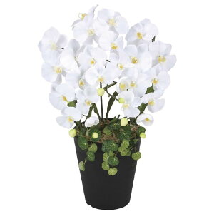 ̊y(2025N) vZXӒW iԁF2266K60 F58cm - A[gNGCV [G}/lHϗtA]