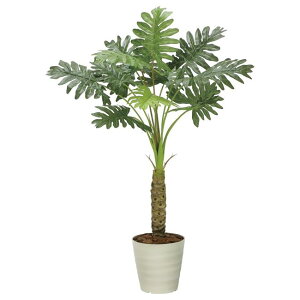 ̊y(2025N) Z[ iԁF2341A170 F125cm - A[gNGCV [G}/lHϗtA]