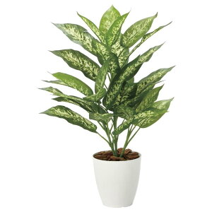 ̊y(2025N) fBtFoLAM iԁF2352A65 F65cm - A[gNGCV [G}/lHϗtA]