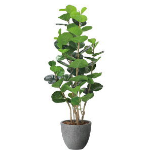 ̊y(2025N) i`V[O[v iԁF2402A480 F160cm - A[gNGCV