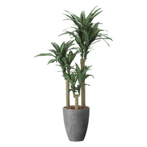 ̊y(2025N) i`K̖1.65 iԁF2502P650 F165cm - A[gNGCV [G}/lHϗtA]