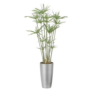 ̊y(2025N) XpsX1.35 iԁF2564A260 F135cm - A[gNGCV [G}/lHϗtA]