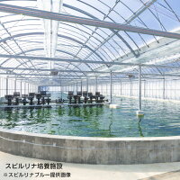 スピルリナスティック(スピルリナ粉末)1.25g×31本入【スピルリナブルー】(4)
