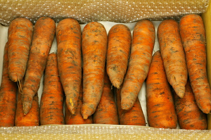 楽天市場 無肥料 自然栽培 ニンジン3kg 有機栽培でもなく 無肥料無農薬 自然栽培 土付き 栄養価も高く野菜ジュースにも 北海道産 送料無料 無肥料 自然栽培野菜宅配のハート