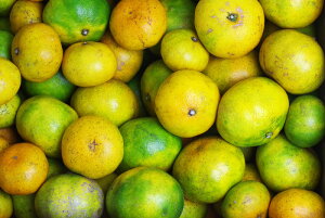 엿ER͔|̋ɑ݂ 5kg _≻w엿ؕsgp I[KjbN̖y݁z