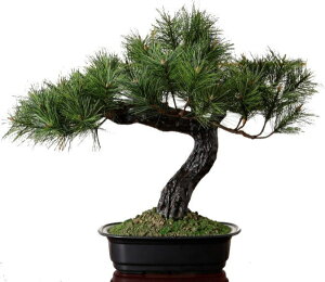 フェイクグリーン 盆栽の人気商品 通販 価格比較 価格 Com