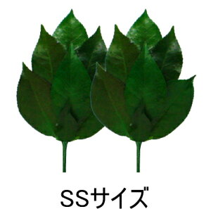 ylR|XzyzvU[uh   SSTCY _I ͂Ȃ ͂Ȃ vU[uht[ uU[h vU[uh  ւsv { Y ObY  ʔ 