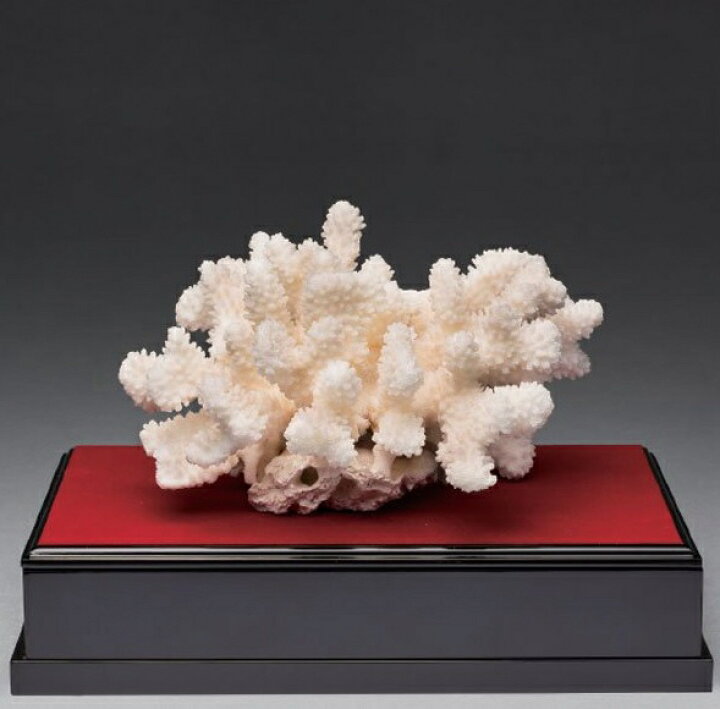 楽天市場】【代引き不可】希少 天然白珊瑚 開運インテリア 置物  