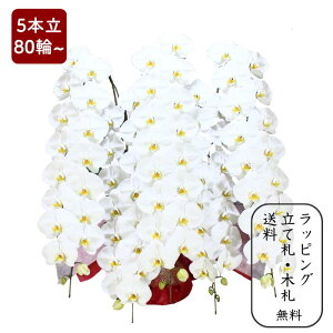 Ӓ y5{80ֈȏz ʐ^zM ԏ㑊DE؃bsO yj v[g  蕨 JX J@ J ړ] AC i  E ސE h] i I N i 