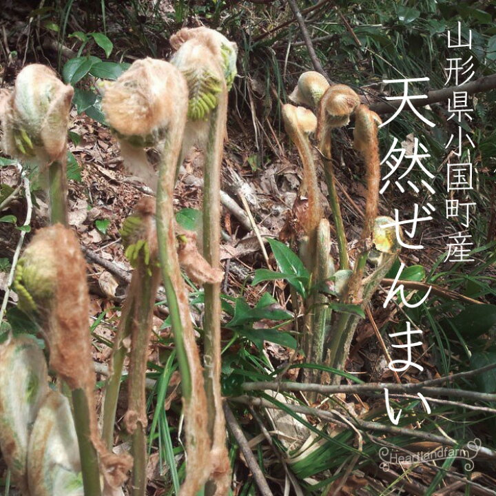 楽天市場】雪どけぜんまい 乾燥 50g 令和6年産 国産 天然山菜 山形県 