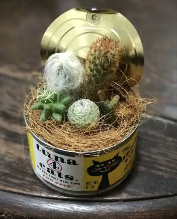 楽天市場 サボテン ミニ苗アソート 50個 Heart O Live