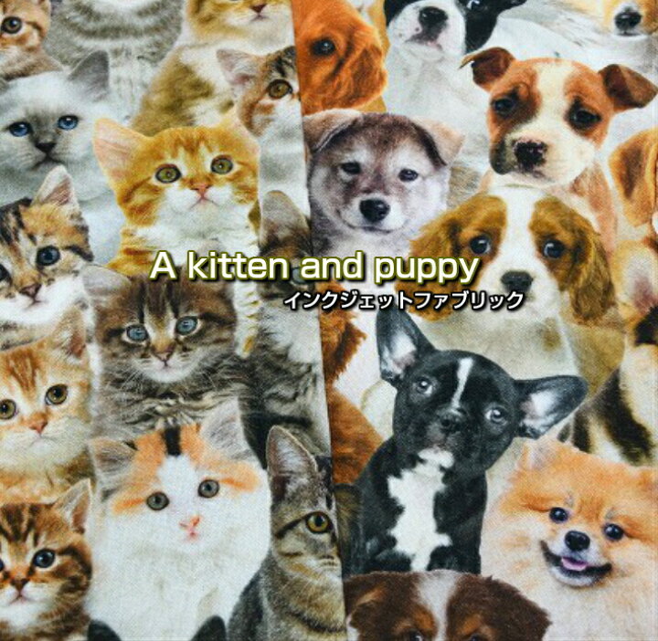 楽天市場 美しいオランダ生地 ファブリック A Kitten And Puppy オランダ 生地 布 綿 犬 猫 子犬 子猫 イヌ ネコ インクジェット Fabric Store Heartsewing