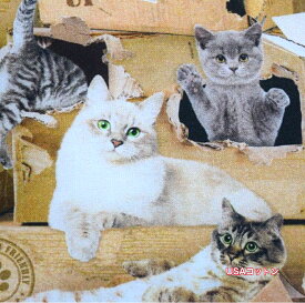 【USAコットン】【箱入りニャンコ♪】猫生地 コットン 輸入生地 布 マスク 小物 洋服 アメリカ ネコ 猫 ねこ USA 白猫 箱