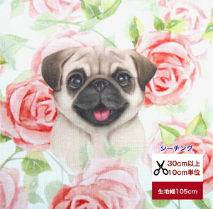 yV[`OzupOƃ[Y̒v Gribanessa Rbg100  z w   Jo[O {^ ԕ  t[  n pO
