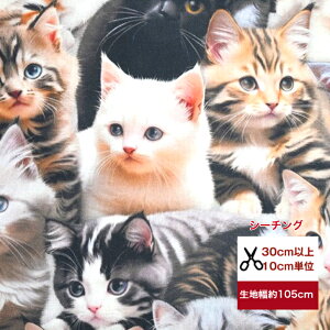 uV[`Ovykittens of the worldz E̎qL Rbg100 n z }XN w L ˂ lR  nhCh QOL qL eL Lbg