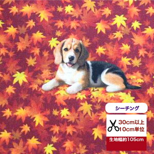 yV[`Oz݂O~łЂƂ₷݁r[O  z pp\ Rbg100 n z  gt t H O~  r[O }XN  fW^vg q@{^jJ