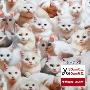 yV[`Oz The white cat Rbg100/ /z /w/  //Jo[O/ fW^vg ʐ^ L lR qL L zCgLbg