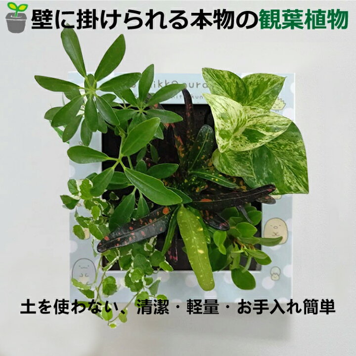楽天市場】☆期間限定最大70％オフ！早い者勝ち！☆観葉植物 壁掛け 