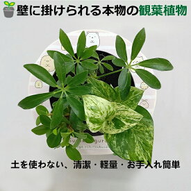 観葉植物 植物 壁掛け植物 本物すみっコぐらし シェフレラ緑 ペペロミア ミドリエデザイン インテリア 育てやすい 緑 パフカル かわいい 癒やし 給水ボトル 3苗 ミドリエ プティオラータ 室内 風水 インテリア 玄関 窓側 リビング プレゼント