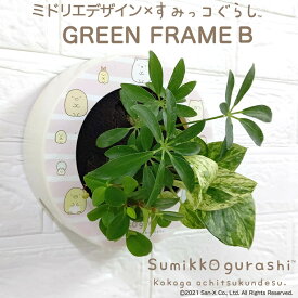 観葉植物 植物 壁掛け植物 本物すみっコぐらし シェフレラ緑 ペペロミア ミドリエデザイン インテリア 育てやすい 緑 パフカル かわいい 癒やし 給水ボトル 3苗 ミドリエ プティオラータ 室内 風水 インテリア 玄関 窓側 リビング