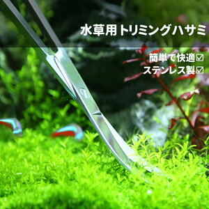 ANAE p g~OnT~ I[XeX ق͂ A ͂ 