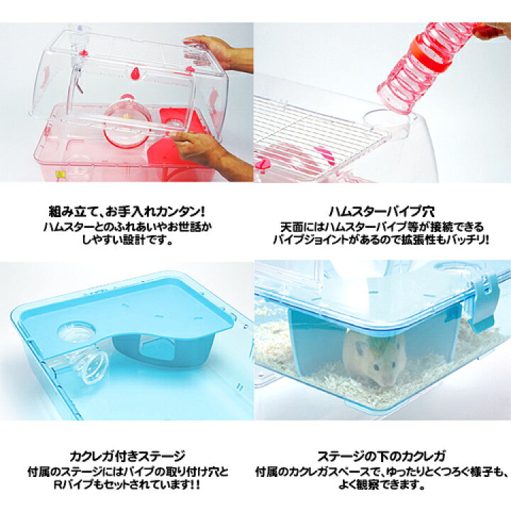 楽天市場】【数量限定特価セール中！】ルーミィ : 小動物専門店ヘヴン
