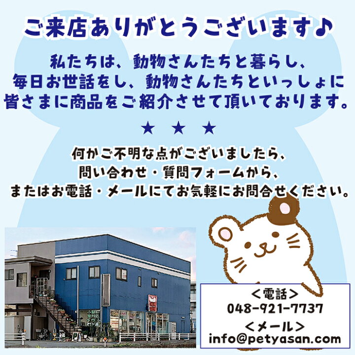 楽天市場】【数量限定特価セール中！】コンフォートチンチラスペシャル 