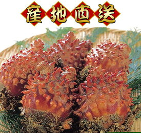 《今が旬！水揚げ当日岩手から直送》種市産 天然活ほや 2kg（6から7個）ホヤ 殻付き 産地直送 2026年 初物【「南部もぐり」でおなじみの岩手県】 海鮮 海産物 新鮮 洋野町 種市 国産 刺身 おつまみ 珍味 産直 旬 ランキング受賞しました！