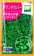 【種】グランドカバー　ダイカンドラ (S-30）【クーポン配布店舗】