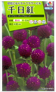 �y��z����g�@�I�[�h���[�p�[�v�����b�h (S-21)�y�N�[�|���z�z�X�܁z