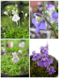 ウサギゴケ 青花ウサギゴケ クリオネゴケ ミクロカリックス 専用用土 セット 苔 テラリウム コケリウム にも 人気 食虫植物