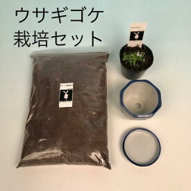 ウサギゴケ ウサギ苔 コケ 苔 飼育 食虫植物 栽培セット 栽培説明書付き 水耕栽培 アクアリウム 苔テラリウム 初心者 の方にも 簡単 に 育てる ことができる セット