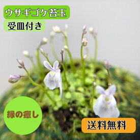 ウサギゴケ苔玉 受皿付 コケダマ ウサギ苔 食虫植物 栽培説明書付き