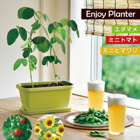 栽培キット【エンジョイプランター ベジ＆フラワー】枝豆・ミニトマト・ひまわり / 全3種　聖新陶芸 家庭菜園キット