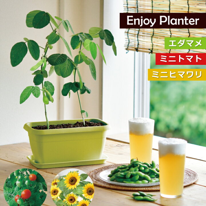 楽天市場 栽培キット エンジョイプランター ベジ フラワー 枝豆 ミニトマト ひまわり 全3種 聖新陶芸 家庭菜園キット 町の小さな雑貨屋さん アポン
