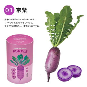 y1155OFFN[|zzz͔|Zbg  / Jt~j卪 S4 / ƒ؉ K[fjO y ؍͔| ~j卪 Ă | ͔| e[u؉ S v[g v`Mt