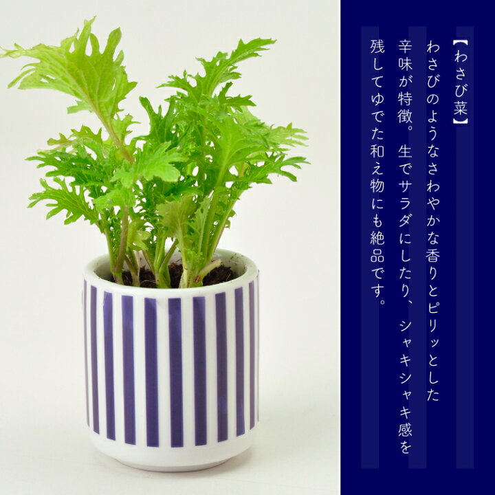 楽天市場 栽培キット おちょこで薬味栽培セット 全4種 しそ 唐辛子 わさび菜 三つ葉 薬味 栽培 園芸 園芸用品 家庭菜園 屋内 室内 おちょこ 聖新陶芸 町の小さな雑貨屋さん アポン