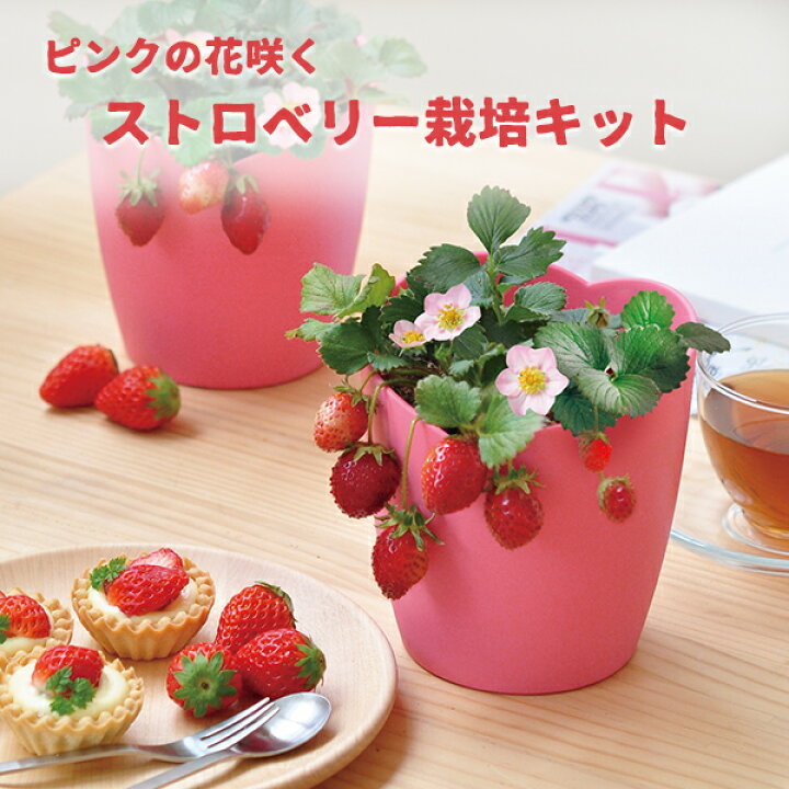 楽天市場 栽培セット ストロベリー いちご 家庭菜園 ピンクの花咲く ストロベリー栽培セット 聖新陶芸 町の小さな雑貨屋さん アポン 楽天市場 栽培セット ストロベリー いちご 家庭菜園 ピンクの花咲く ストロベリー栽培セット 聖新陶芸 町の小さな雑貨屋さん アポン
