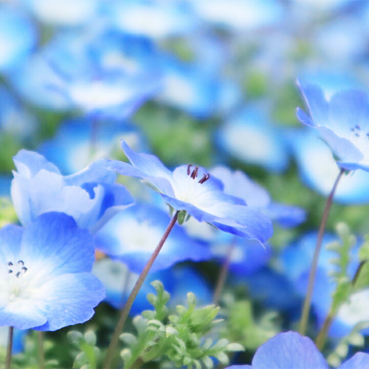 楽天市場 花 栽培セット 空色の花 ネモフィラ栽培セット 栽培 青い花 聖新陶芸 町の小さな雑貨屋さん アポン